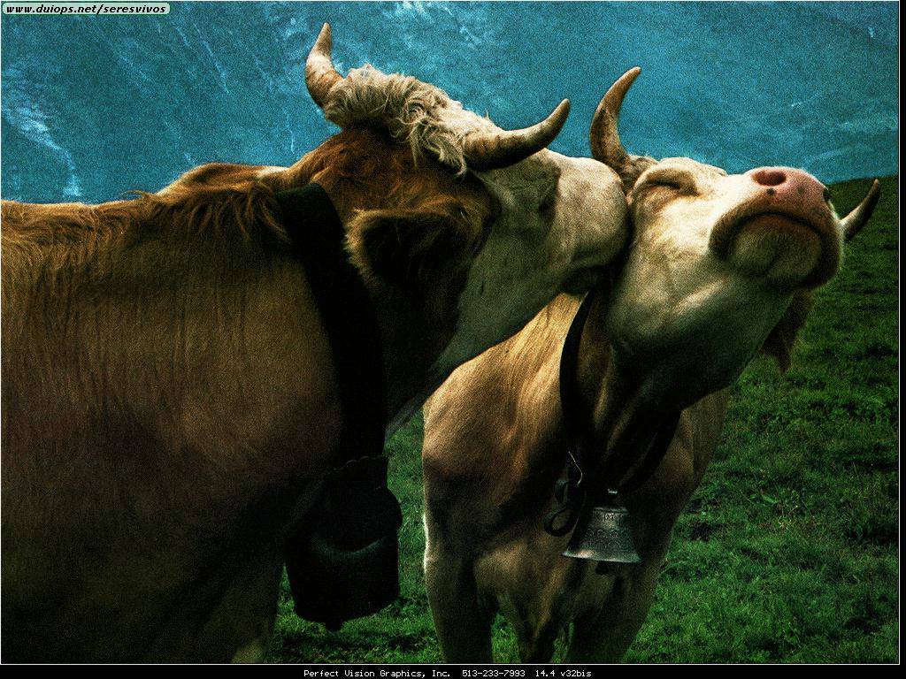 Fotos de toros y vacas