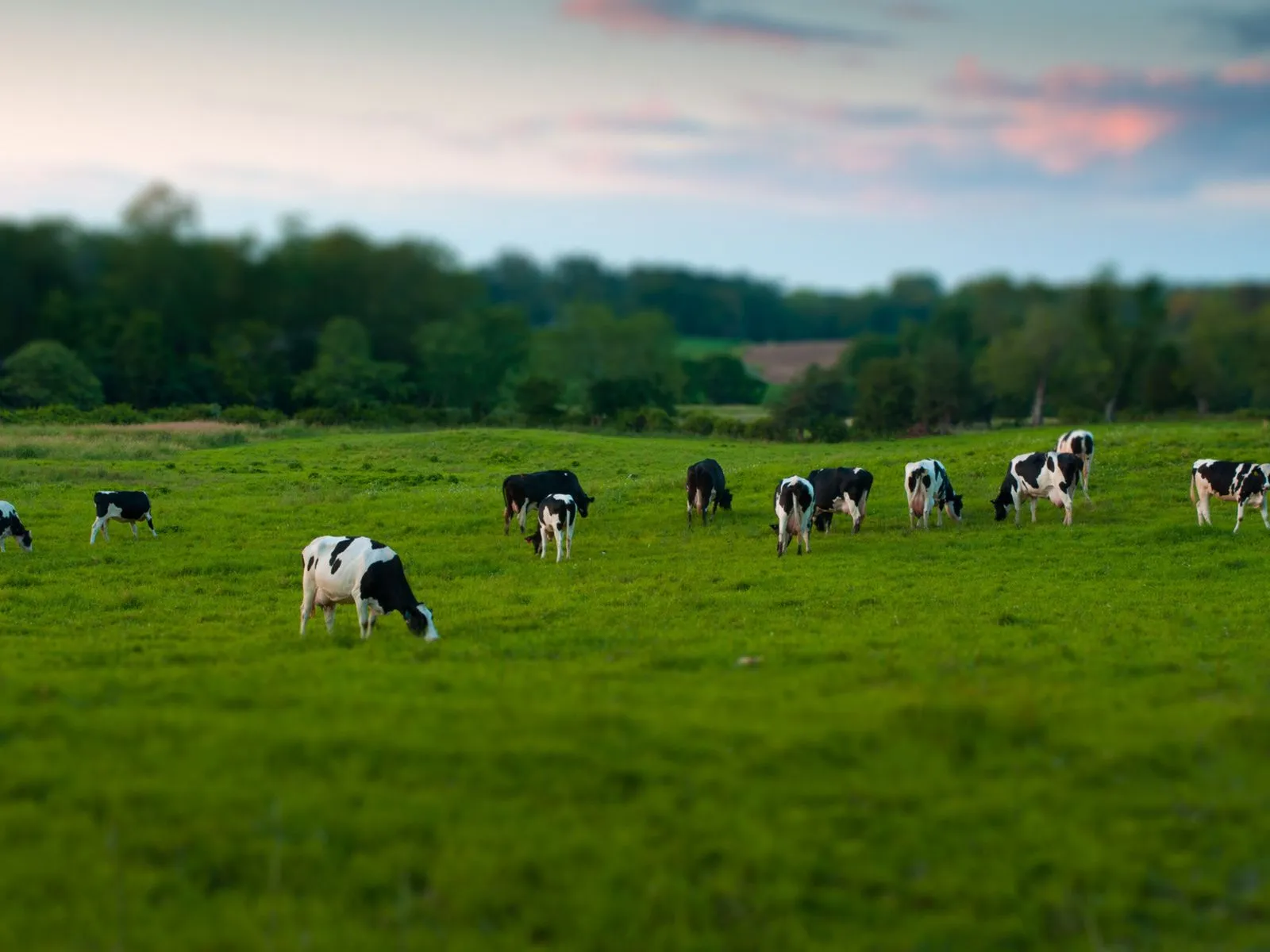 Fotos de vacas comiendo pasto para facebook ~ Mejores Fotos del ... Fotos de vacas comiendo pasto para facebook ~ Mejores Fotos del ...