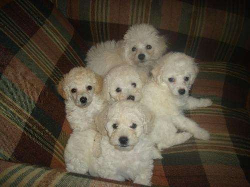 Se venden cachorros poodle toy 9-0245509 - Santiago, Chile ...