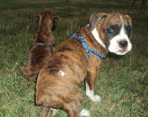 Fotos de se venden hermosos cachorritos boxer atigrados - Maule ... Fotos de se venden hermosos cachorritos boxer atigrados - Maule ...