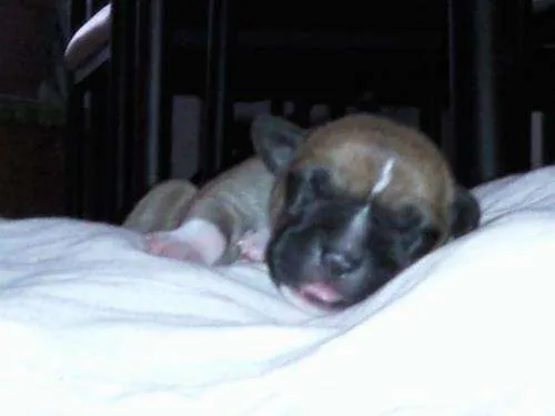 Fotos de Se venden perros pitbulls con boxer recien nacidos ...