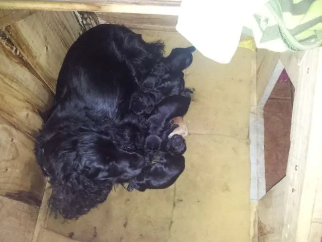 Fotos de Vendo cachorros cocker spaniels negros. en Villahermosa ...