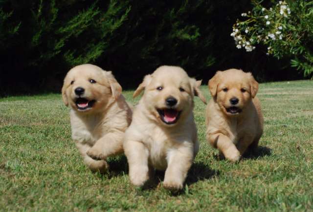 Fotos de Vendo Cachorros Golden Retriever. Precio conversable y ...