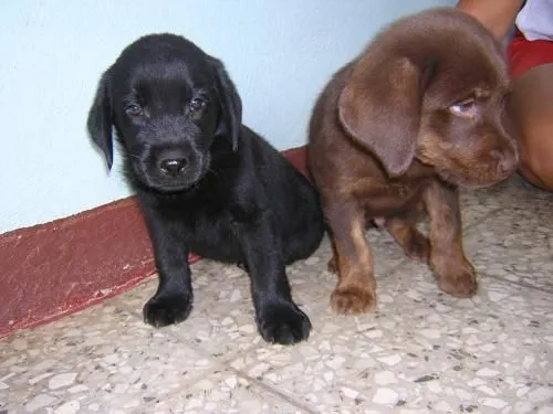 Fotos de Vendo cachorros de labrador negro y chocolate. en ...