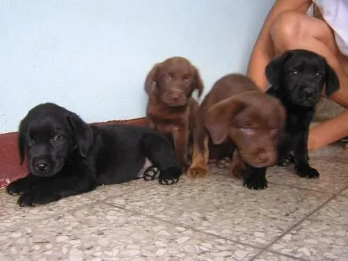 Fotos de Vendo cachorros de labrador negro y chocolate. en ...
