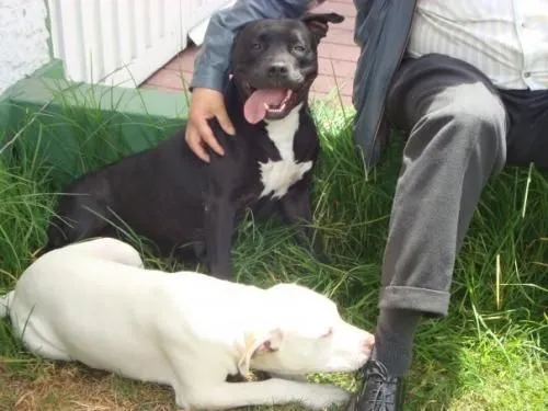 Pit bull terrier stanford - Imagui