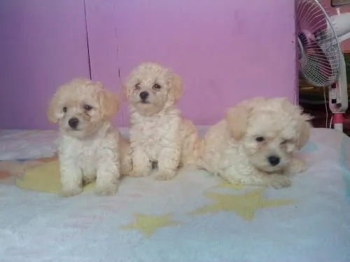 Vendo perritos french poodle tacita cariñosos - Heredia, Costa ...