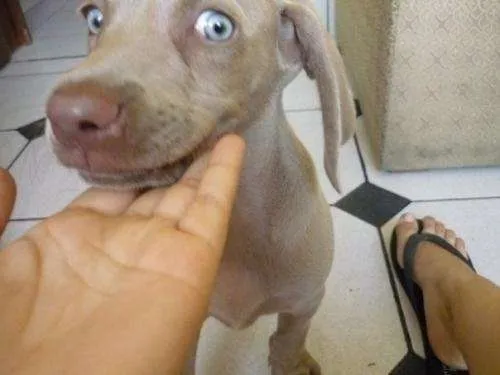 Fotos de perros con ojos azules - Imagui