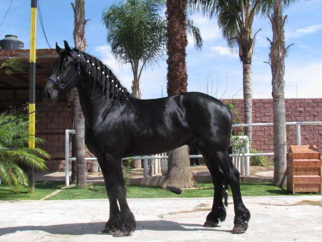 Imagenes de caballos espanol y frisian - Imagui