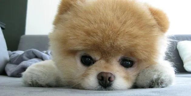En fotos y video: Él es Boo el perro más lindo del mundo | enlapapa