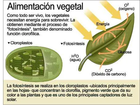 fotosc3adntesis-cloroplastos. ...