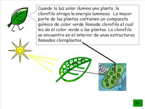 que es la fotosintesis? dibujo y resumen para primaria - Imagui