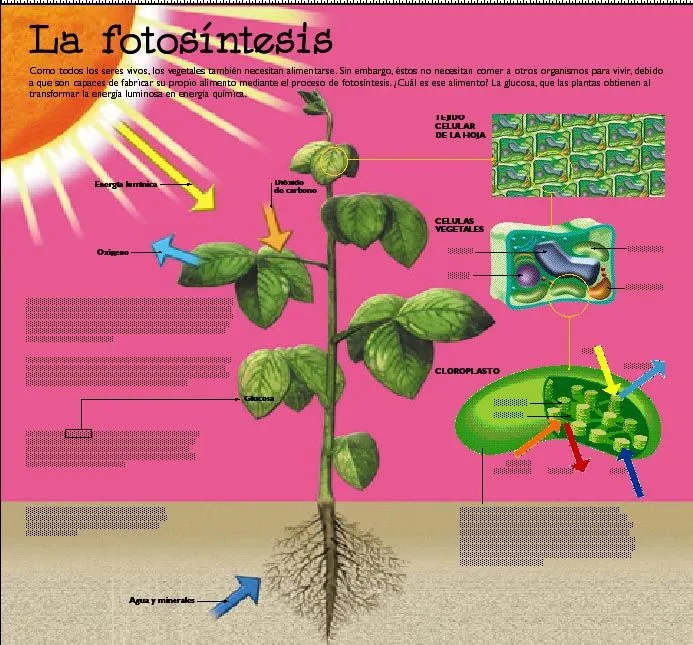 La fotosíntesis | The way of the experience