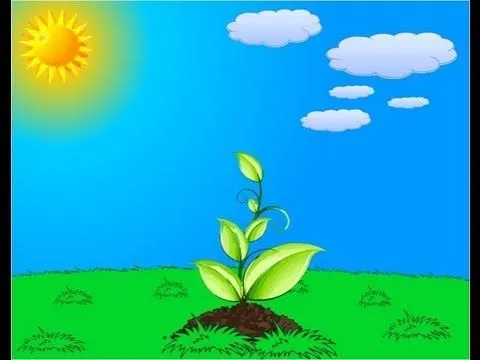 La fotosíntesis - YouTube