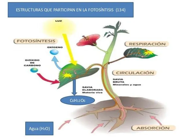 fotosintisis-para-primeros- ...