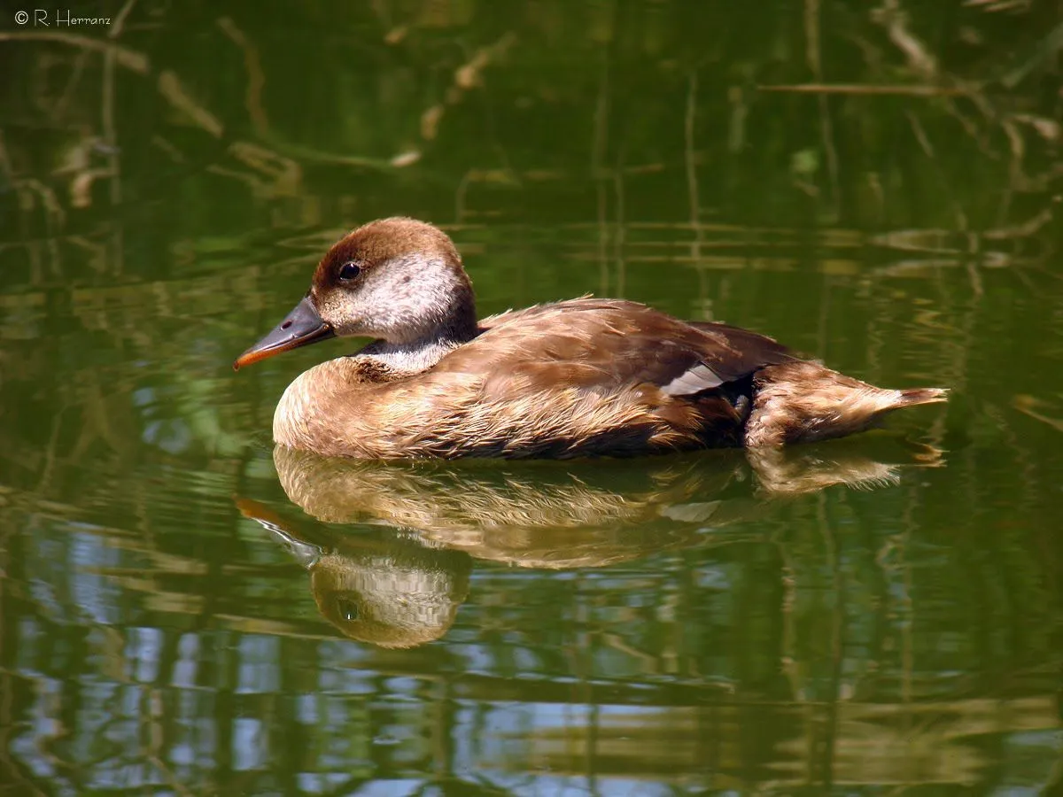 fotosricardo-h: PATO COLORADO I - Red-crested pochard I fotosricardo-h: PATO COLORADO I - Red-crested pochard I