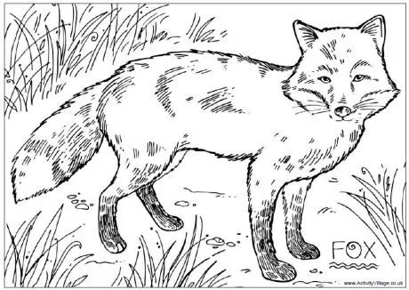 Fox Colouring Page For Kids