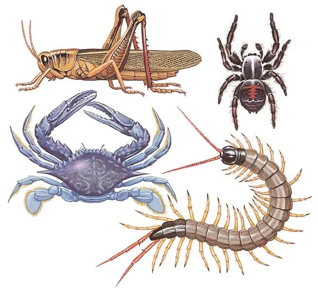 fransadhu: imagenes de animales invertebrados para imprimir