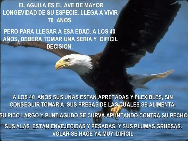 Frases de un águila - Imagui