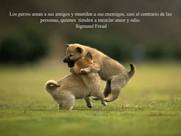 Fotos con frases sobre perros – Mascotas Ecuador