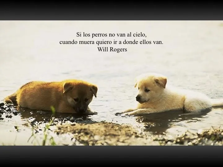 Fotos con frases sobre perros | Mascotas Ecuador