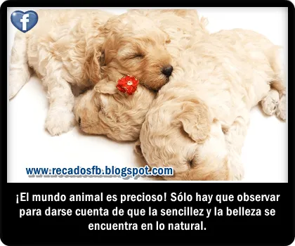 Imagenes d animales con frases d amor - Imagui