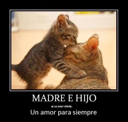 Frases de amor: Ver frases de amor para un hijo Frases de amor: Ver frases de amor para un hijo