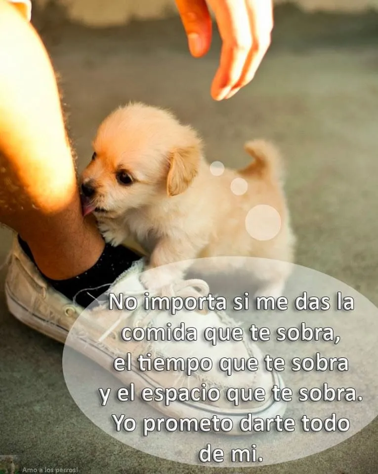 Frases Bonitas Para Facebook: Amo A Los Perros | Frases Sobre Los ... Frases Bonitas Para Facebook: Amo A Los Perros | Frases Sobre Los ...