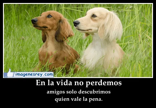 Frases con fotos de perros - Imagui