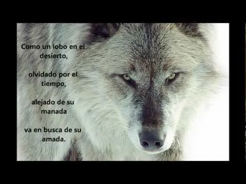 Frases de lobos de amor - Imagui