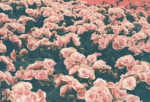 Tumblr flores vintage - Imagui
