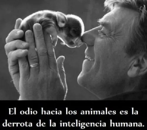Frases perrunas y de amor animal on Pinterest | Animales, Frases ...