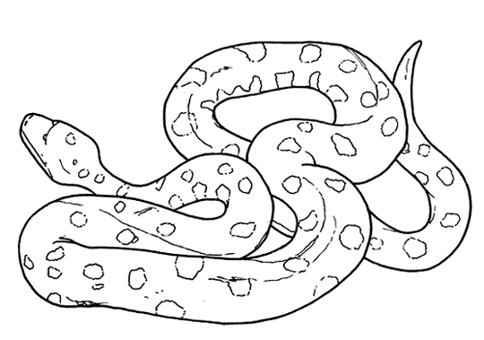 free Anaconda wallpaper wallpapers download | Kids Coloring Pages ...