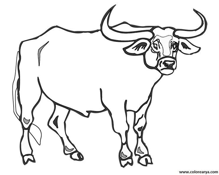 Toros y vacas para colorear - Imagui