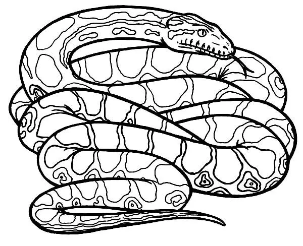 Free coloring pages of anacondas
