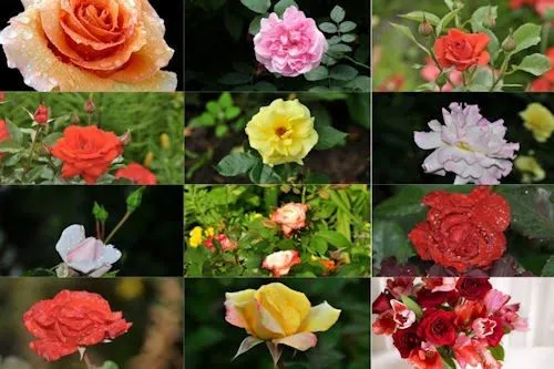 Free Image Bank: Rosas de colores para el 10 de mayo X (12 fotos) Free Image Bank: Rosas de colores para el 10 de mayo X (12 fotos)