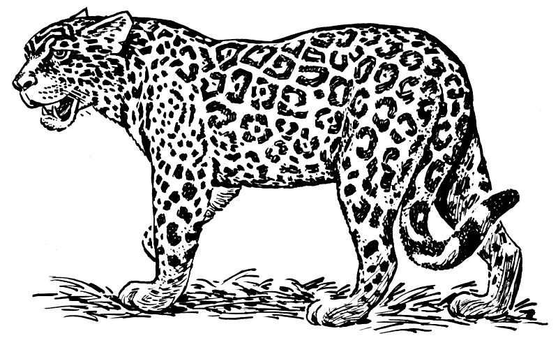 Free Jaguar Clipart, 1 page of Public Domain Clip Art