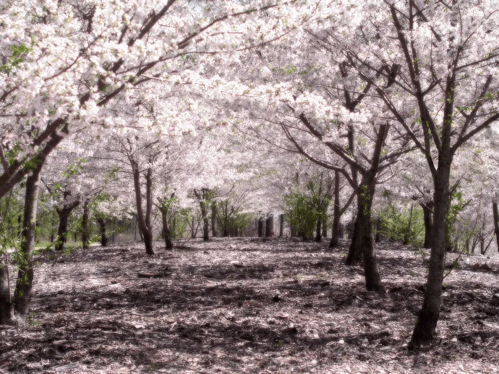 Free Sakura Blossom Wallpapers HQ | Sakura Blossom Photo Gallery HQ ... Free Sakura Blossom Wallpapers HQ | Sakura Blossom Photo Gallery HQ ...