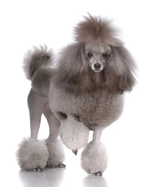 Corte del french poodle - Imagui