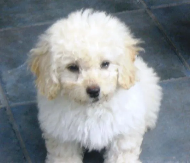Poodle french - Imagui