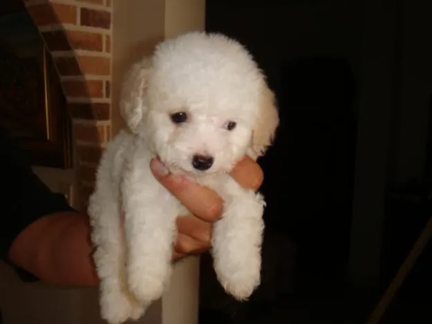 french poodle mini toy: FRENCH POODLE