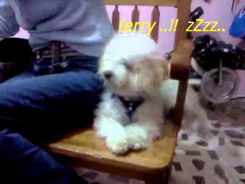 French poodle "terry" callendose de sueño..!!! - YouTube