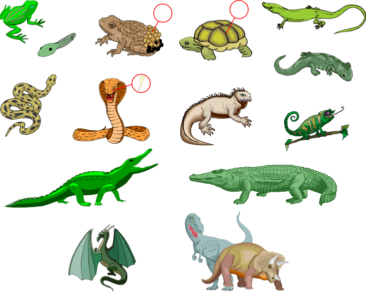 French: Vocabulary Guide: Mammals | Reptiles & Amphibians French: Vocabulary Guide: Mammals | Reptiles & Amphibians
