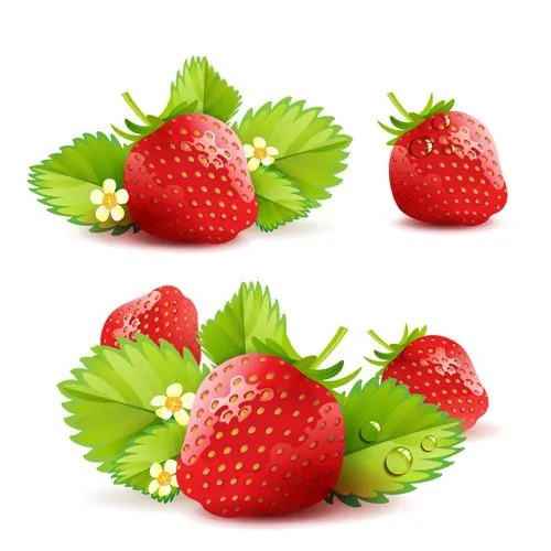 Fresh Strawberry vector 02 - Vector Life free download