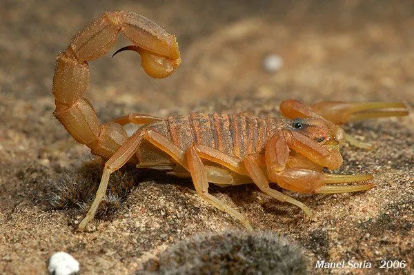 frikosal: Los escorpiones no son insectos