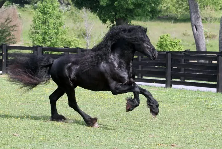 Frisón, uno de los caballos más hermosos del mundo - http://www ...
