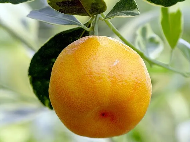Los frutales y su alegria - Arboles - Jardineria Los frutales y su alegria - Arboles - Jardineria