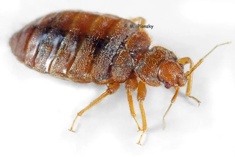 Full body Bed bug (Cimex lectularius) | Flickr - Photo Sharing!