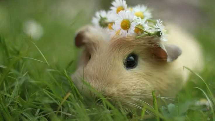 full hd 1080p 1080i guinea pig flowers grass this is so cute i ...