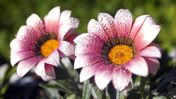 fullHD #flowers / #flores en #1080p | FLORES | Pinterest | Flower ...